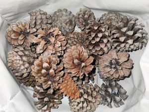 Natural Pine Cones