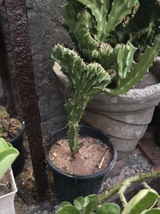 Unique Crested Euphorbia Plant