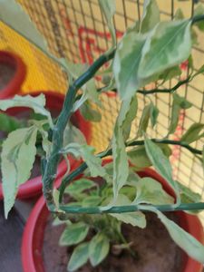 Variegated Devil's Backbone Plant