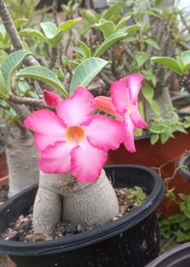 Adenium Arabicum Live Plant (Gc)