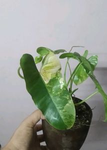 Variegated Philodendron burl marx