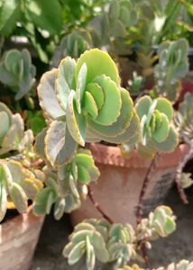 Succulents