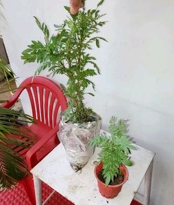 Tulsi &amp; Marigold Combos 3 Plants