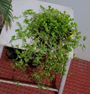 Tradescantia fluminensis.plants &amp; pot