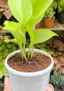 Combo of Neon and Marble queen pothos