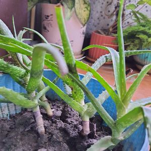 Live Aloevera Without Pot