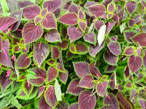 coelus plant