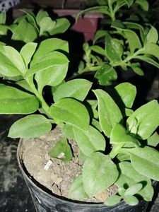 Sunrose & Mother of millions (Pack 2) plant