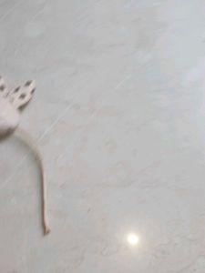 Cute Animal Ear Headbands