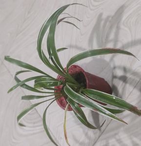Chlorophytum Laxum Plant 🌵&amp;Pot
