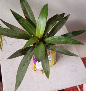 Moses in the Cradle Plants 🪴