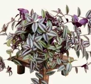 Tradescantia Zebrina Plant
