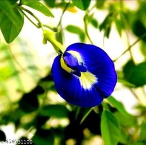 Beautiful Flower Seeds Combo of 4