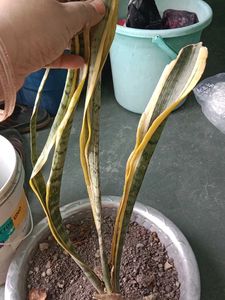 Snake Plant Cuttings - Ready to Grow!