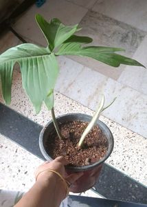 Beautiful Philodendron Florida ghost
