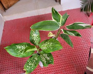 Pack 2 Dieffenbachia Seguine &amp; nevernever plant,