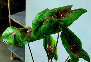 Caladiums plants 🪴&amp; Pot