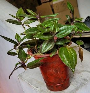 Tradescantia zebrina Plant 🌵&amp; Pot