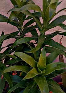 Dracaena Indoor Air Purifier Plant