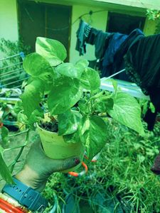 BUY ONE GET THREE Live Money Plant For Good Luck