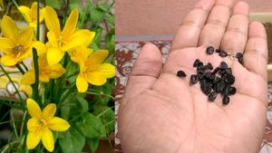 3 Colour Rain Lily's