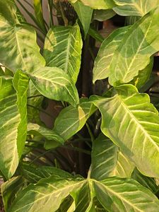 Combo Of 3 Healthy Plant Stems