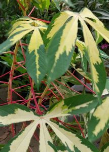 Manihot Plant