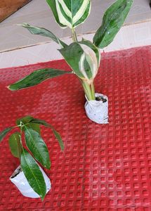 Pack 2 Big Mango &amp; NeverNever 🥭 Plant 🪴