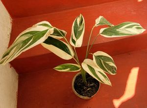 🌴 Ctenanthe pilosa Plant🪴&amp; pot
