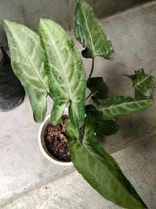 Assorted Plants