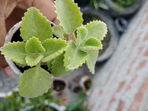 2 Plant With Root