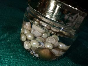 Charming Seashell and Pearl Jar