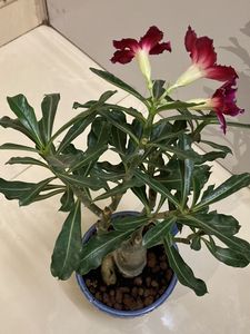 Bonsai  Adenium