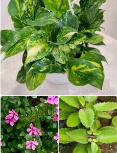 Combo Of 3 Low Maintenance Plants