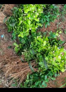 Jasmine Plant