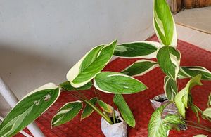 Pack 2 Evergreen Ctenanthe pilosa.. Plan