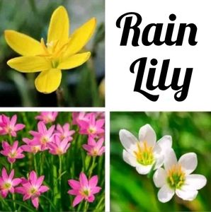 Big Bundle Of Plants And Seeds