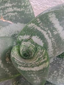 Snake Plant