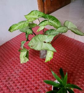 Pack 2 Callisia Fragrans&amp; Arrowhead Plants &amp; pot