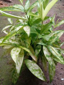 Dracaena Compacta 'Lemon Surprise'
