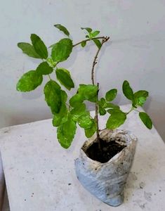 Tulsi &amp; Marigold Combos 3 Plants