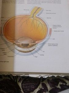 Ross &amp; Wilson Anatomy and Physiology Textbook