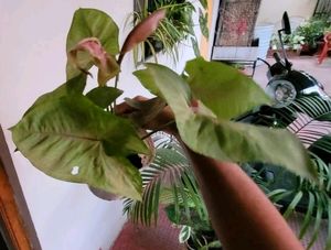 Set 2 Evergreen Money &amp; Arrowhead Plant &amp; Pot