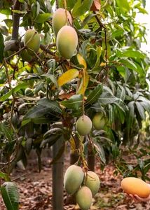 Pack 2 Big Mango &amp; NeverNever 🥭 Plant 🪴