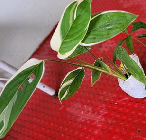 Pack 2 Evergreen Ctenanthe pilosa.. Plan
