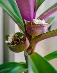 Tradescantia spathacea Plants🌵&amp; Pot
