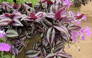 Combo zebrina Plant 🌱&amp;1pot