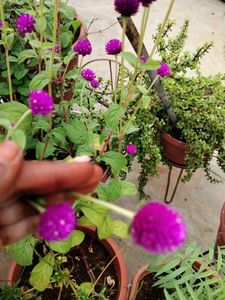 pogada banthi seeds