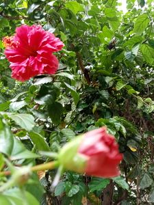 Gudhal Hibiscus Multilayer 🌺