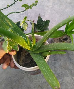 Combo Of 3 Exotic plant ☘️